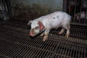 Weaner piglet with severe mange - Mange is a contagious skin disease, characterised by crusty, pruritic dermatitis and hair loss and caused by a variety of parasitic mites burrowing in or living on the skin. It is painful, uncomfortable and can spread to domestic animals and native wildlife. - Captured at Van Der Drift & Sons Piggery, Macorna VIC Australia.