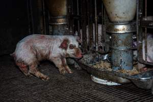 Weaner piglet with severe mange - Mange is a contagious skin disease, characterised by crusty, pruritic dermatitis and hair loss and caused by a variety of parasitic mites burrowing in or living on the skin. It is painful, uncomfortable and can spread to domestic animals and native wildlife. - Captured at Van Der Drift & Sons Piggery, Macorna VIC Australia.