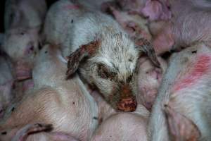 Weaner piglet with mange - Mange is a contagious skin disease, characterised by crusty, pruritic dermatitis and hair loss and caused by a variety of parasitic mites burrowing in or living on the skin. It is painful, uncomfortable and can spread to domestic animals and native wildlife. - Captured at Van Der Drift & Sons Piggery, Macorna VIC Australia.