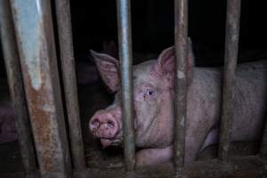 Grower pig - Captured at Reedy Lake Grower, Whroo VIC Australia.