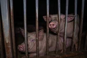 Grower pigs - Captured at Reedy Lake Grower, Whroo VIC Australia.