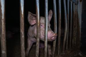 Grower pig - Captured at Reedy Lake Grower, Whroo VIC Australia.