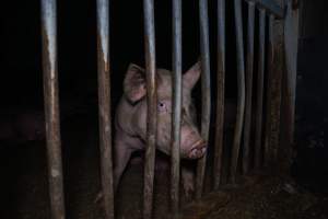 Grower pig - Captured at Reedy Lake Grower, Whroo VIC Australia.