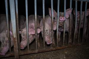 Grower pigs - Captured at Reedy Lake Grower, Whroo VIC Australia.