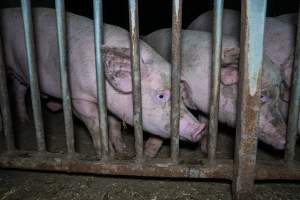 Grower pigs - Captured at Reedy Lake Grower, Whroo VIC Australia.