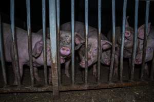 Grower pigs - Captured at Reedy Lake Grower, Whroo VIC Australia.