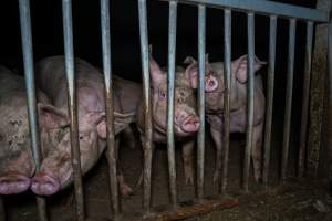 Grower pigs - Captured at Reedy Lake Grower, Whroo VIC Australia.