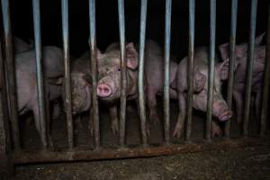 Grower pigs - Captured at Reedy Lake Grower, Whroo VIC Australia.