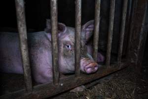 Grower pig - Captured at Reedy Lake Grower, Whroo VIC Australia.