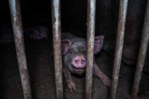 Grower pig - Captured at Reedy Lake Grower, Whroo VIC Australia.