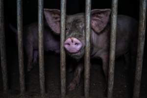 Grower pig - Captured at Reedy Lake Grower, Whroo VIC Australia.