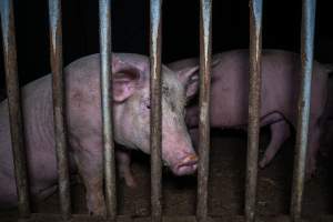 Grower pigs - Captured at Reedy Lake Grower, Whroo VIC Australia.