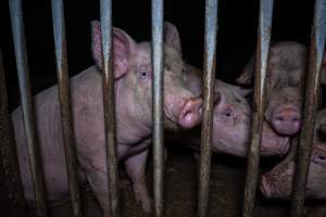 Grower pigs - Captured at Reedy Lake Grower, Whroo VIC Australia.