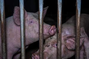 Grower pigs - Captured at Reedy Lake Grower, Whroo VIC Australia.