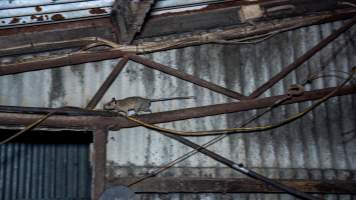 Rat in group housing shed - Captured at Maysleith Piggery - Farm 1, Rushworth VIC Australia.