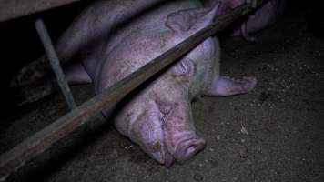 Sow in group housing - Captured at Maysleith Piggery - Farm 1, Rushworth VIC Australia.