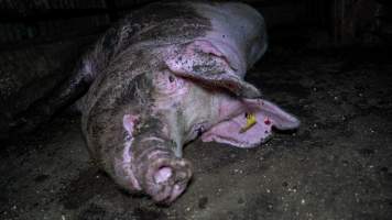 Sow with rat bites on ear - Captured at Maysleith Piggery - Farm 1, Rushworth VIC Australia.