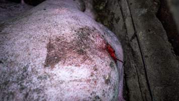 Sow with rat bites on ear - Captured at Maysleith Piggery - Farm 1, Rushworth VIC Australia.