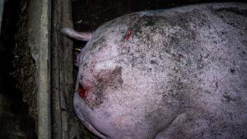 Sow with rat bites on ear - Captured at Maysleith Piggery - Farm 1, Rushworth VIC Australia.