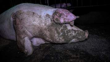 Sow in group housing - Captured at Maysleith Piggery - Farm 1, Rushworth VIC Australia.