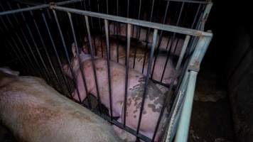 Boar stalls - Captured at Maysleith Piggery - Farm 1, Rushworth VIC Australia.