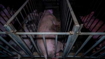 Boar stalls - Captured at Maysleith Piggery - Farm 1, Rushworth VIC Australia.