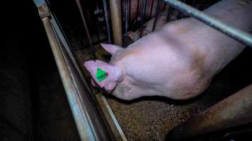 Boar stalls - Captured at Maysleith Piggery - Farm 1, Rushworth VIC Australia.