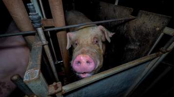 Boar stalls - Captured at Maysleith Piggery - Farm 1, Rushworth VIC Australia.