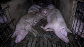 Sows in group housing - Captured at Maysleith Piggery - Farm 1, Rushworth VIC Australia.