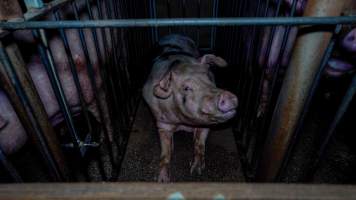 Boar stalls - Captured at Maysleith Piggery - Farm 1, Rushworth VIC Australia.