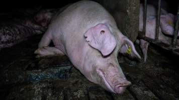 Sows in group housing - Captured at Maysleith Piggery - Farm 1, Rushworth VIC Australia.