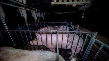 Boar stalls - Captured at Maysleith Piggery - Farm 1, Rushworth VIC Australia.