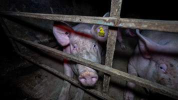 Sows in group housing - Captured at Maysleith Piggery - Farm 1, Rushworth VIC Australia.