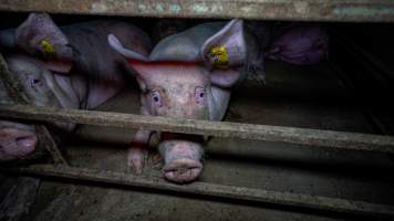 Sows in group housing - Captured at Maysleith Piggery - Farm 1, Rushworth VIC Australia.