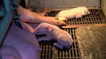 Piglets in farrowing crate - Captured at Maysleith Piggery - Farm 1, Rushworth VIC Australia.