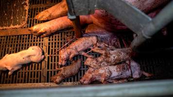 Stillborn and 'mummified' piglets in farrowing crate - Captured at Maysleith Piggery - Farm 1, Rushworth VIC Australia.