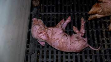 Sick piglet in farrowing crate - Captured at Maysleith Piggery - Farm 1, Rushworth VIC Australia.