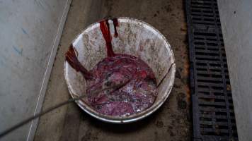 Bucket of afterbirth - Captured at Maysleith Piggery - Farm 1, Rushworth VIC Australia.