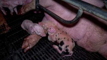 Piglets in farrowing crate - Captured at Maysleith Piggery - Farm 1, Rushworth VIC Australia.