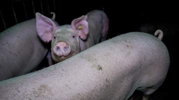 Gilts - Gilts are young sows who have not yet given birth - Captured at Maysleith Piggery - Farm 1, Rushworth VIC Australia.