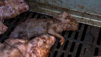 'Mummified' stillborn piglet - Captured at Maysleith Piggery - Farm 1, Rushworth VIC Australia.