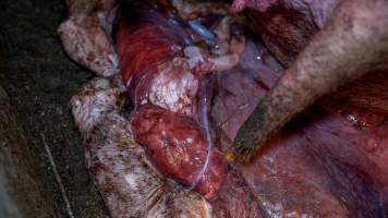 Stillborn and 'mummified' piglets in farrowing crate - Captured at Maysleith Piggery - Farm 1, Rushworth VIC Australia.