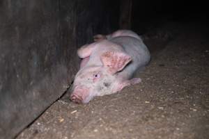 Grower pig lying on the ground - Captured at Reedy Lake Grower, Whroo VIC Australia.