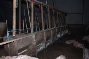 Feeding troughs inside grower piggery - Captured at Reedy Lake Grower, Whroo VIC Australia.