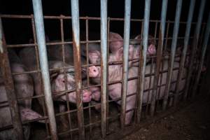 Grower pigs looking through fence - Captured at Reedy Lake Grower, Whroo VIC Australia.