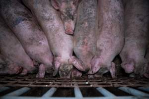 Grower pigs pushing up against gate - Captured at Reedy Lake Grower, Whroo VIC Australia.