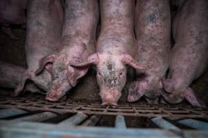 Grower pigs pushing up against gate - Captured at Reedy Lake Grower, Whroo VIC Australia.