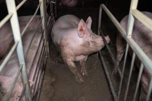 Sow in freedom stall - Captured at Walla Farms Piggery, Yarrawalla VIC Australia.