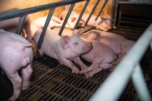 Piglet in farrowing crate - Captured at Walla Farms Piggery, Yarrawalla VIC Australia.