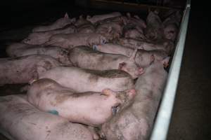 Sows in group housing - Captured at Walla Farms Piggery, Yarrawalla VIC Australia.